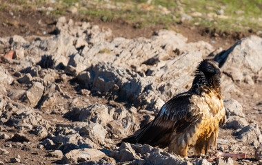 Quebrantahuesos carroña