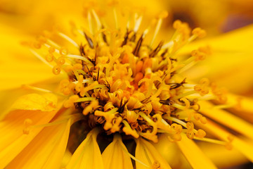 yellow flower with brown stamens selective focus