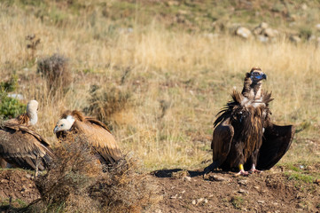 Buitres Leonado y Negro