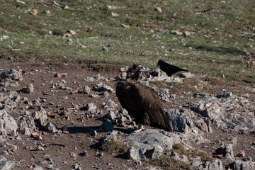 Buitre leonado