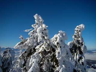 Beautiful Snow Covered Conifer Trees in sunny days, Poiana Brasov, Romania