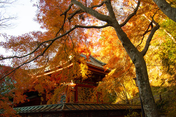 高尾山　薬王院の紅葉