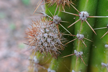 part of the cactus with long spines macro selective focus