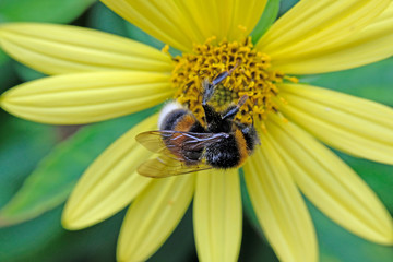 bumblebee on a yellow flower close up macro