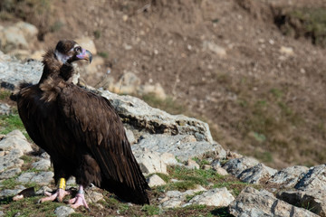 Buitre Negro