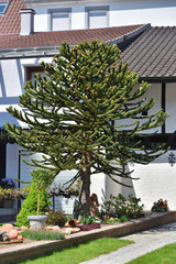 Beautiful and young Araucaria similar to a Christmas tree in a home garden on the background of the house