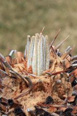 Tender shoots of Cycas