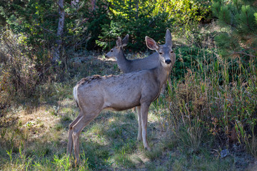 Maultierhirschkuh in den Rocky Mountains