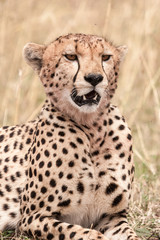 Naklejka na ściany i meble Cheetah in natural environment of Masai Mara in Kenya