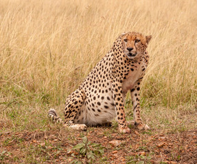 Fototapeta na wymiar Cheetah in natural environment of Masai Mara in Kenya