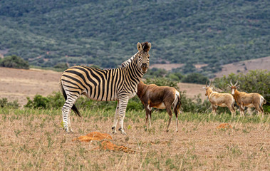 Fototapeta na wymiar Zebra auf der Wiese im Hintergrund Hügel