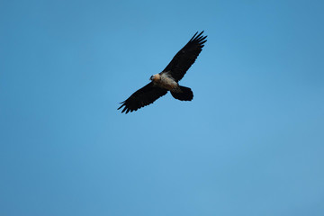 Bearded Vulture
