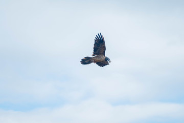 Quebrantahuesos Vuelo