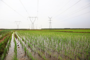 rice fields and electric towers in China