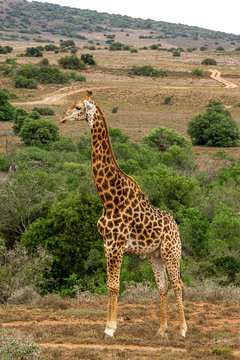 Eine Giraffe stehend vor Büschen im Hintergrund ein Weg und Wiese