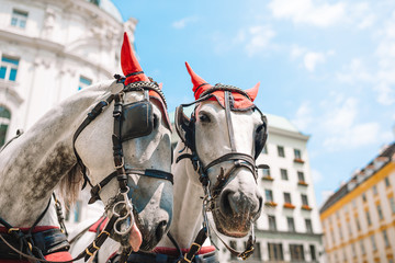 Traditional horse coach Fiaker in Vienna Austria