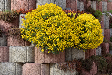 Beautiful yellow Bush blooming alyssum saxatile over the garden wall from concrete rings. Rockery