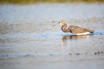 Great Blue Heron with Snack