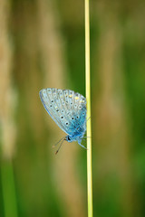 Plebejus idas, Idas Blue, is a butterfly in the family Lycaenidae. Beautiful butterfly sitting on flower.