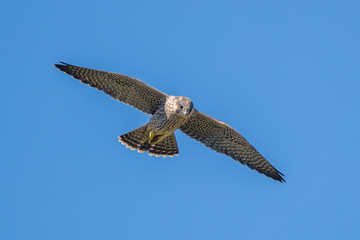 Peregrine Falcon Flying