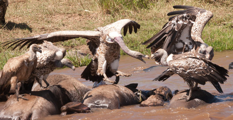 Vulture feeding on carcass of wildebeest in river of Masai Mara in Kenya.