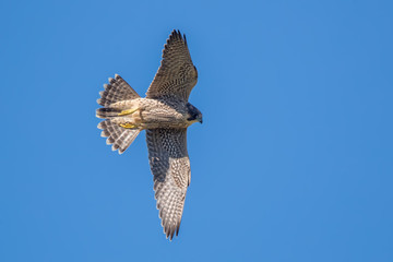 Peregrine Falcon Flying
