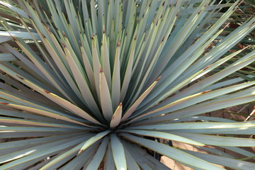 Internal detail of the plant named yucca, aqua menthe color.
