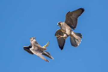 Two Peregrine Falcons Flying and Fighting