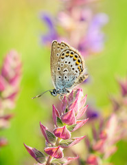 Polyommatus Icarus, Common Blue, is a butterfly in the family Lycaenidae. Beautiful butterfly sitting on flower.