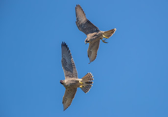 Two Peregrine Falcons Flying and Fighting