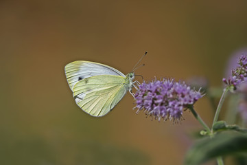 Lying white angel butterfly on plant ; Pieris pseudorapae butterfly