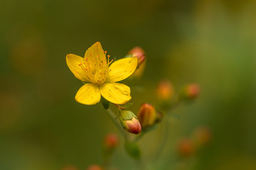 Slender St. Johns-wort Hypericum pulchrum. Yellow flower and buds. Family Hypericaceae.