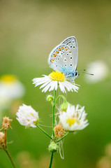 Plebejus idas, Idas Blue, is a butterfly in the family Lycaenidae. Beautiful butterfly sitting on flower.