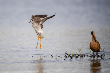 Yellowlegs with Limpkin