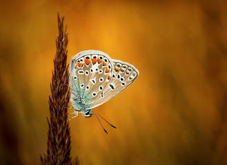 Polyommatus bellargus, Adonis Blue, is a butterfly in the family Lycaenidae. Beautiful butterfly sitting on blade. - 308546932
