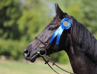 Proud rider wearing badges on the winner horse after competitions