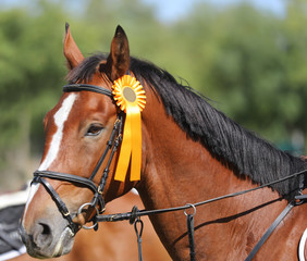 Proud rider wearing badges on the winner horse after competitions