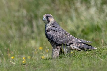 Peregrine Falcon Perched