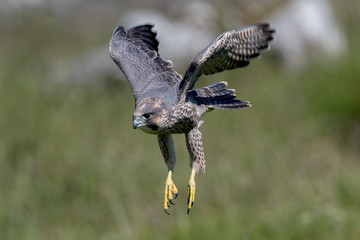Peregrine Falcon Flying