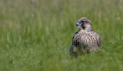 Peregrine Falcon Perched