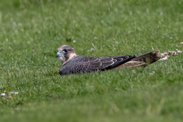 Peregrine Falcon Lying on Grass