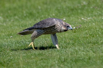 Peregrine Falcon Walking on Grass