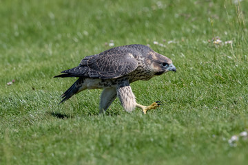 Peregrine Falcon Walking on Grass