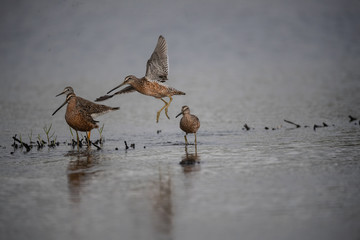 Yellowlegs in flight