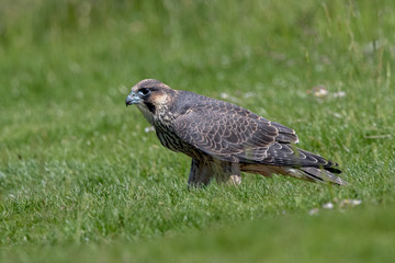 Peregrine Falcon Perched