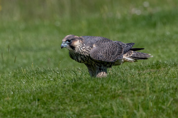 Peregrine Falcon Perched