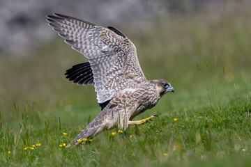 Peregrine Falcon Leaping