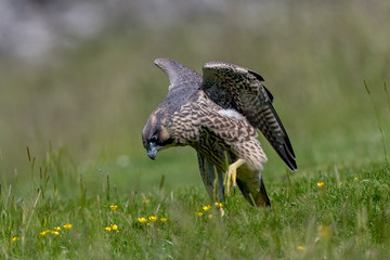 Peregrine Falcon Leaping