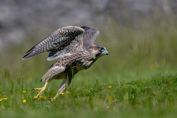 Peregrine Falcon Leaping