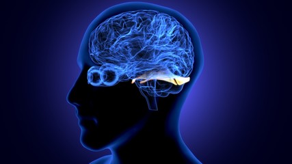 Obraz premium 3d render of human body brain anatomy